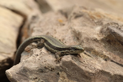 Aran Rock Lizard photo 3