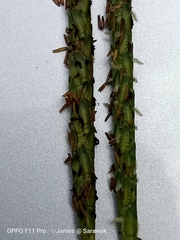 Alopecurus myosuroides