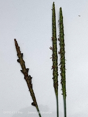 Alopecurus myosuroides