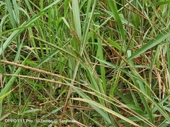 Alopecurus myosuroides