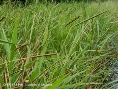 Alopecurus myosuroides