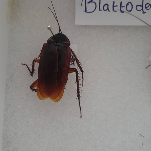 American Cockroach