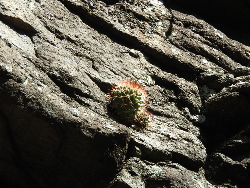 Image of Mammillaria rhodantha by (c) Oscar Alejandro Morales Juárez, some rights reserved (CC BY-SA)