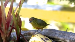 Euphonia imitans