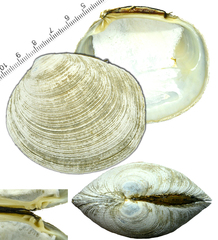 Protocallithaca adamsi