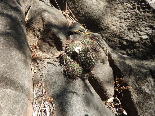 Mammillaria polythele