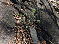 Sedum griseum