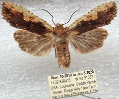 Lithophane patefacta