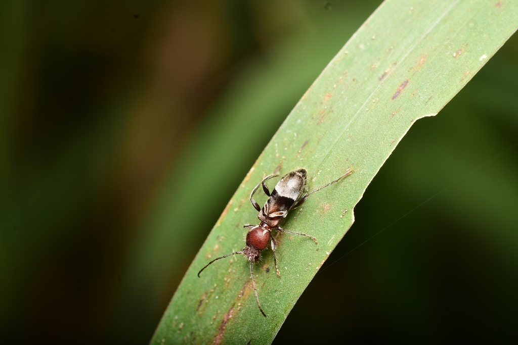 Tilloclytus haematocephalus