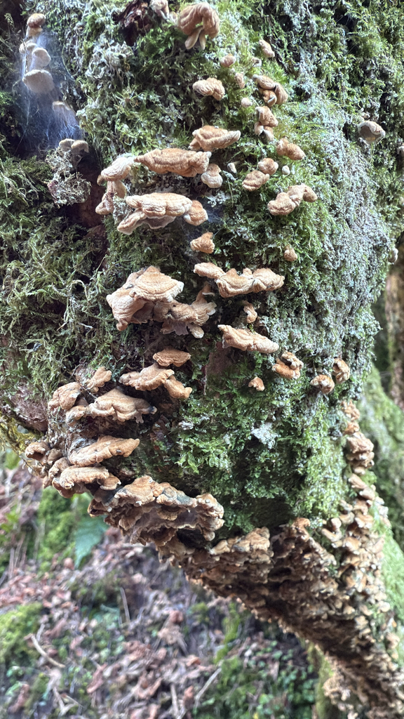 Plicatura crispa · November 2025 · photo: © uilleam-uir (iNaturalist, cc0)