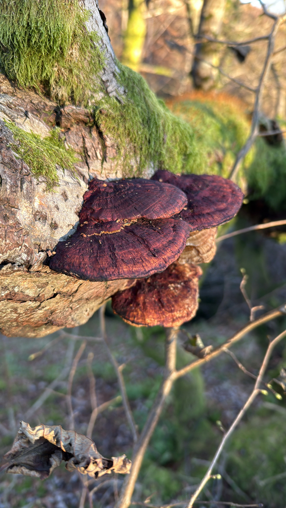 Daedaleopsis confragosa · November 2025 · photo: © uilleam-uir (iNaturalist, cc0)