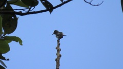 Camptostoma obsoletum