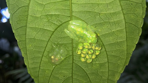 La Palma Glass Frog, Hyalinobatrachium valerioi