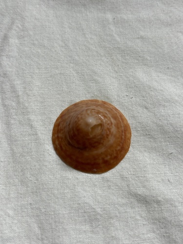 Calyptraea conica observed 2025-12-20