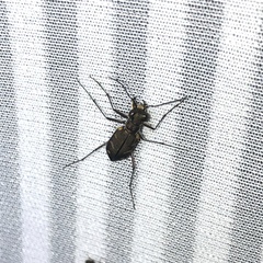 Cicindela favergeri