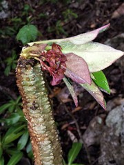 Euphorbia denisiana var. ankarensis image