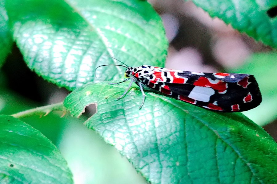 Utetheisa elata