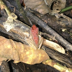 Craugastor fitzingeri