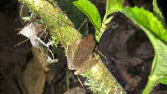 Craugastor fitzingeri