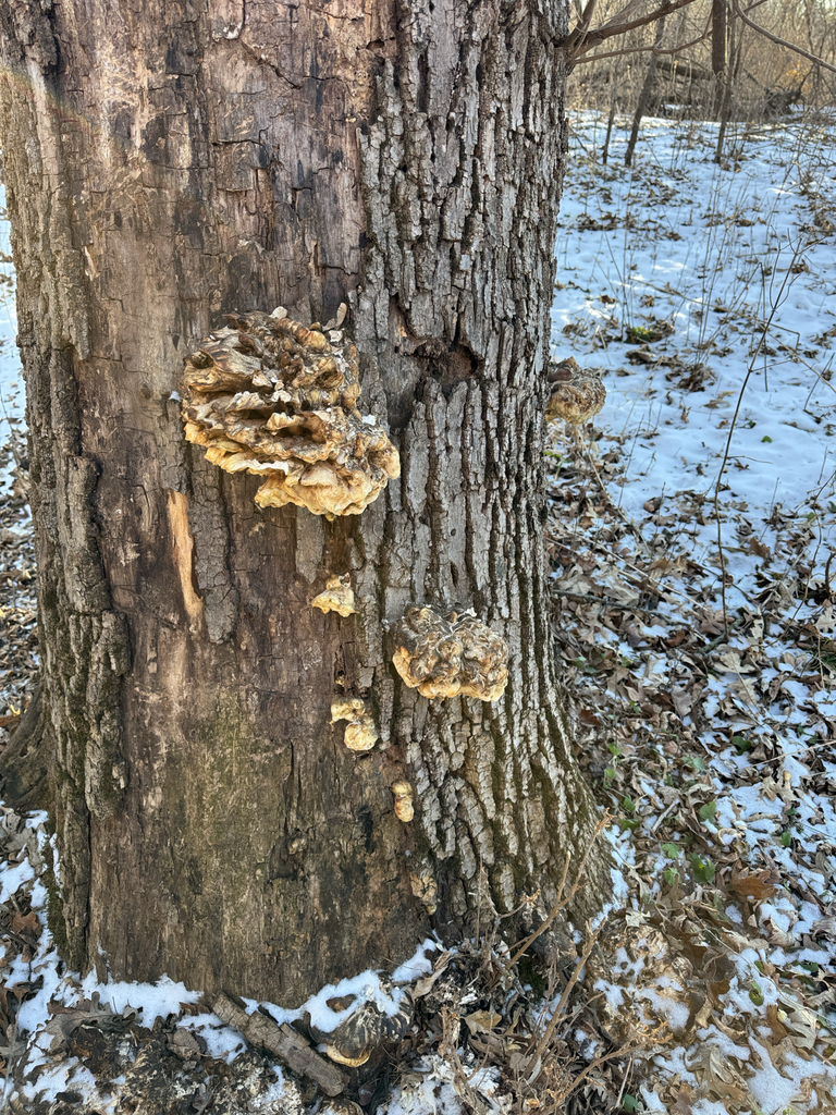 Laetiporus sulphureus · December 2025 · photo: © tyrannidae (iNaturalist, cc-by)