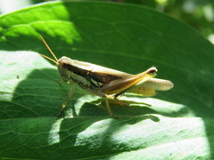 Dichroplus elongatus