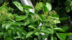 Zanthoxylum petiolare