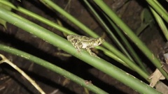 Incilius coniferus