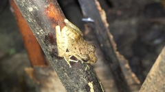 Craugastor fitzingeri