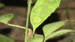 Centrolenidae