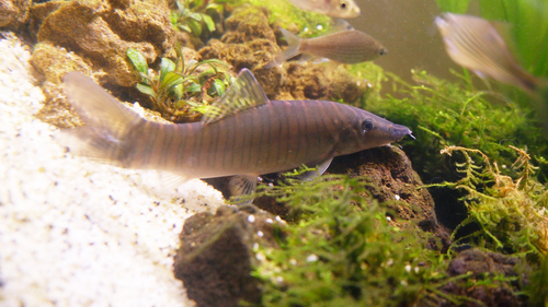 Banded loach (Syncrossus hymenophysa) — Cobitidae