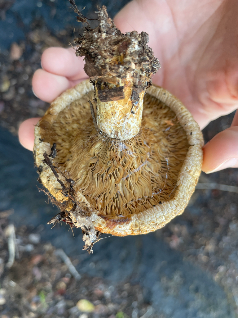 Lactarius alnicola · December 2025 · photo: © ethologist (iNaturalist, cc-by)