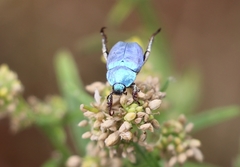 Hoplia coerulea