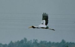 Mycteria leucocephala