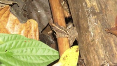 Craugastor fitzingeri