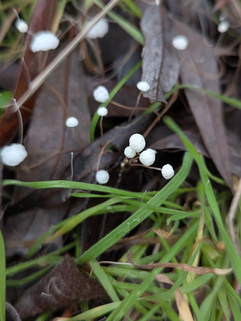 Marasmius epiphyllus