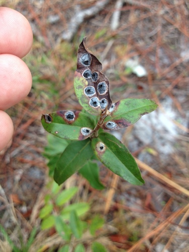 Asteromyia carbonifera gall photographed by Eric M Powell