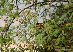 Heterophasia capistrata