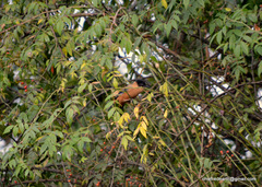 Heterophasia capistrata