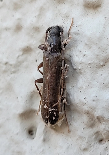 Haplidus laticeps