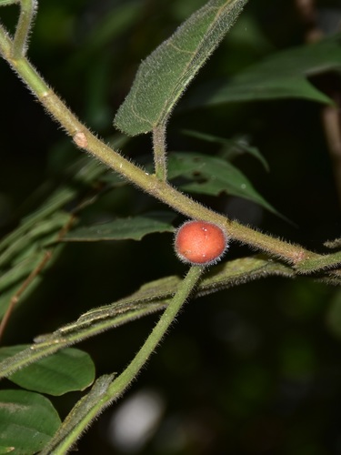 Image of Ficus aurata by (c) Nasser Halaweh, some rights reserved (CC BY)