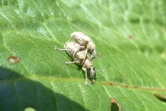 Hypera rumicis