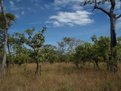 Dipterocarpus intricatus
