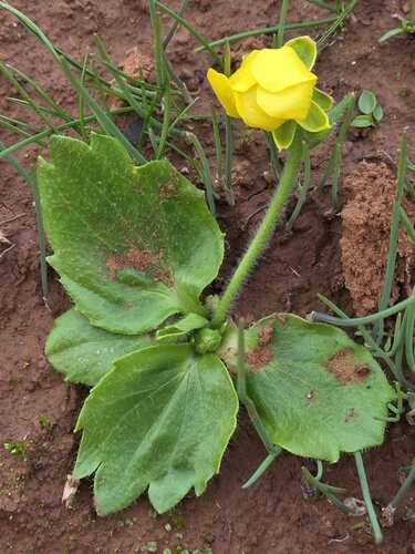 Ranunculus cytheraeus