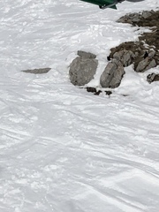 Pyrrhocorax graculus