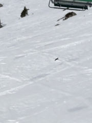 Pyrrhocorax graculus