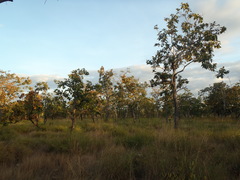 Dipterocarpus
