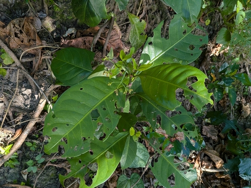 Psychotria manillensis observed 2025-05-19