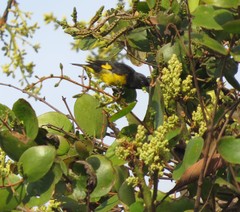 Spinus xanthogastrus