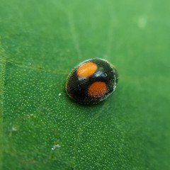 Cryptogonus orbiculus