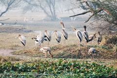 Mycteria leucocephala